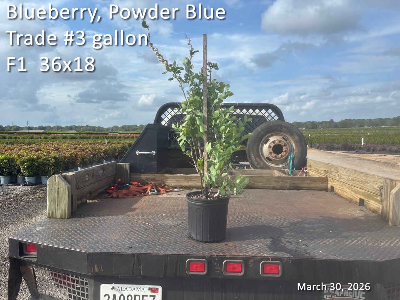 gallery/bpb3t f1 mar30.jpg